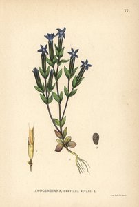 Snow Gentian, Gentiana Nivalis by Unbekannter Künstler