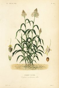Sorghum grass, great millet, durra, jowari or milo by Unbekannt