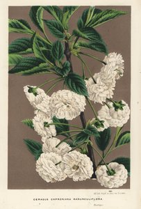 Sour cherry tree, Prunus cerasus (caproniana ranunculiflora). Handcoloured lithograph from Louis van Houtte and Charles Lemaire