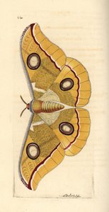 South India small tussore, Antheraea paphia by Unbekannter Künstler