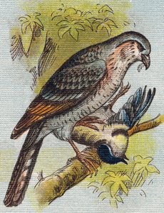 Sparrow. Engraving in "Alphabet de ma petite fille". Bernardin-Bechet and Fils, bookseller-publishers, Paris, around 1895 by Unbekannt