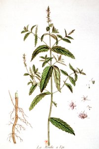Spearmint by Unbekannter Künstler