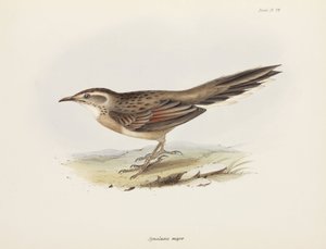 Spinetail, South America, c. 1832-1836