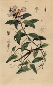 Stick insect and Victorian Christmas bush