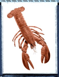 Still Life of Lobster