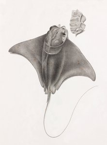 Stingray, Close-up View from Top