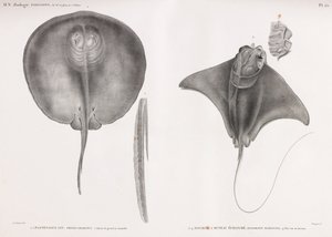 Stingray, Front and Back