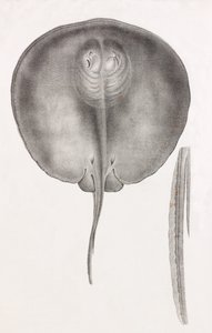 Stingray, Front View Close-up