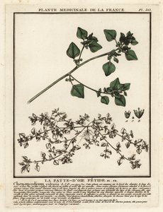 Stinking Goosefoot, Chenopodium Vulvaria by Unbekannter Künstler