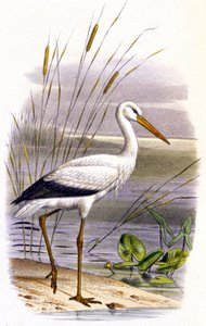 Stork by Unbekannter Künstler