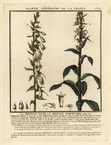 Straw foxglove, Digitalis lutea by Unbekannter Künstler