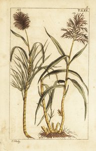 Sugar cane, Saccharum officinarum