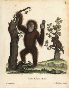 Sumatran orangutan by Unbekannter Künstler