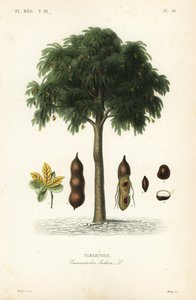 Tamarind tree by Unbekannt