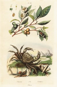 Tea, Beetle and Crab by Unbekannter Künstler