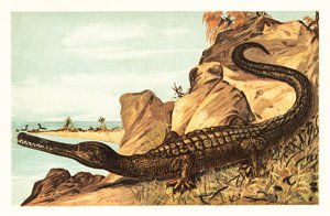 Teleosaurus Cadomensis