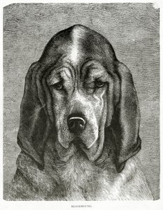 The Bloodhound. 1902