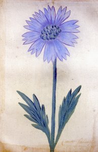 The Chicory