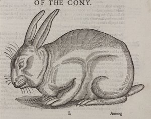 The Cony by Unbekannt