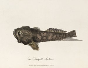 The Doubtful Lophius by Unbekannter Künstler