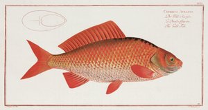 The Gold-Fish