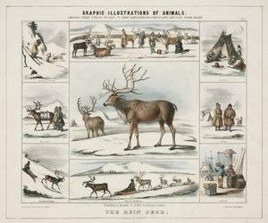 The Rein Deer (c. 1845)