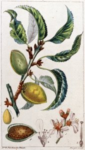 The Almond Tree, c. 1801-1850 (engraving)