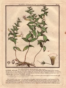 The gratiole officinale (Gratiola officinalis). Venenous plant, description of plant, stem, leaves, flowers and roots. Details of chalice, pistil and capsule. Eau forte en couleurs 18th century, in Herbier de la France (1780-1793), drawing, engraving and p by Unbekannter Künstler