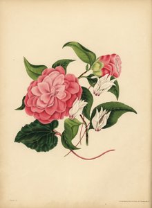 The myrtle-leaved Camellia or Japan Rose, Beauty is your only attraction; The Persian Cyclamen, Diffidence by Unbekannt