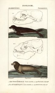 The Sea Bear or Northern Fur Seal and the Sea Lion by Unbekannter Künstler