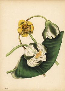 The white Water-Lily, Nymphaea odorata, and yellow waterlily, Nuphar lutea, Silence by Unbekannt