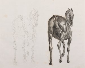 Third dissected layer of a horse, back view by Unbekannt