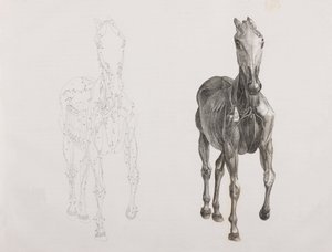 Third dissected layer of a horse, front view by Unbekannt