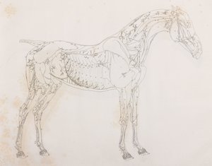 Third dissected layer of a horse, side view by Unbekannt