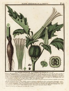 Thorn apple, Datura stramonium by Unbekannter Künstler