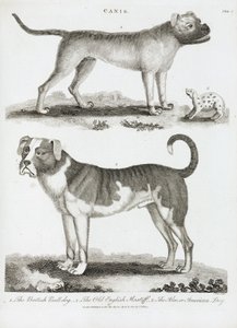 Three Types of Dog by Unbekannt