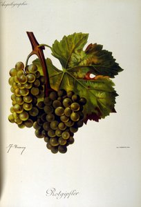 Title page of a French general treatise on Viticulture (Cultivation of Grapes for wine) 1905