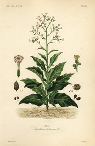 Tobacco plant by Unbekannt