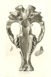 Toxodon Crane, a prehistoric animal found by Charles Darwin near Montevideo, Uruguay during his exploration journey aboard the Beagle. The Zoology of the voyage of H.M.S. Beagle under the command of Captain Fitzroy during the years 1832 to 1836 by Unbekannter Künstler