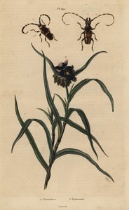 Trachyderes Succinctus 1, Trachyderes Mandibularis 2, and Virginia Spiderwort, Tradescantia Virginiana 3 by Unbekannt