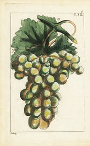 Traminar variety of grapes, Vitis vinifera