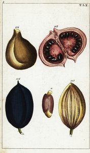 Tropical fruits and nuts