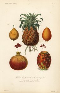 Tropical fruits by Unbekannt