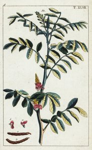 True indigo, Indigofera tinctoria by Unbekannter Künstler