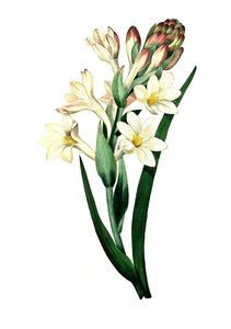 Tuberose, Agave Amica (Agave Polianthes), Digital Reproduction of an Original Artwork from the 18th Century by Unbekannter Künstler