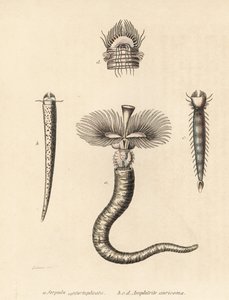 Tubeworm, Serpula vermicularis, and fanworm, Amphictene auricoma. Handcoloured lithograph by Gebhart after an illustration by Zehner from Georg Friedrich Treitschke