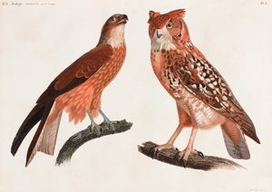Two Color Illustrations of Birds by Unbekannt