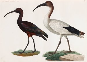 Two Color Illustrations of Birds