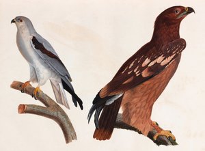 Two Colour Illustrations of Birds