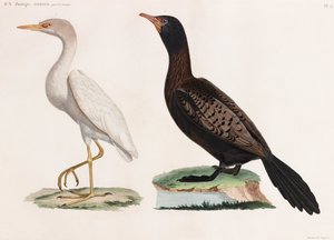 Two Colour Illustrations of Birds